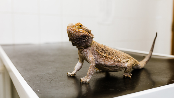 Reptile hospital best sale near me